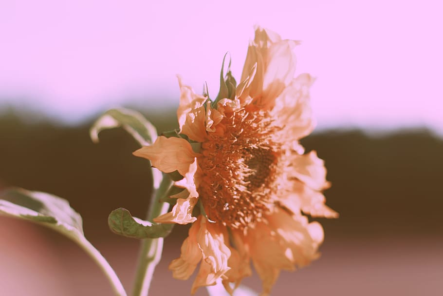 photo of brown petaled flower in bloom, yellow petal flower, selective focus HD wallpaper
