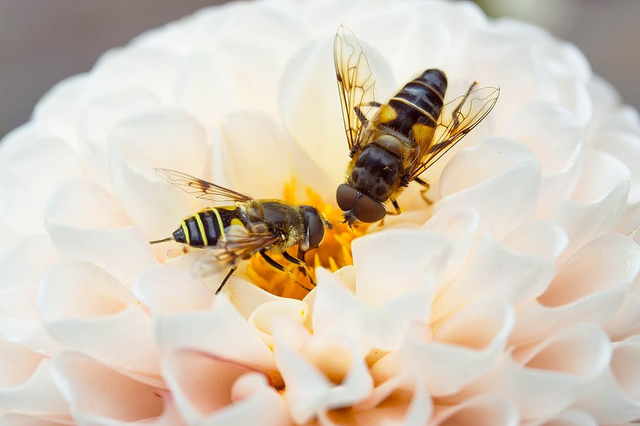 two bees perch on pollen, hover fly, insect, animal, mist bee HD wallpaper