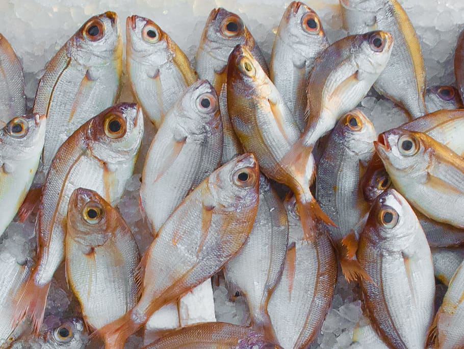 food, healthy, fishing, ocean, catch, fish market, fresh, head, HD wallpaper