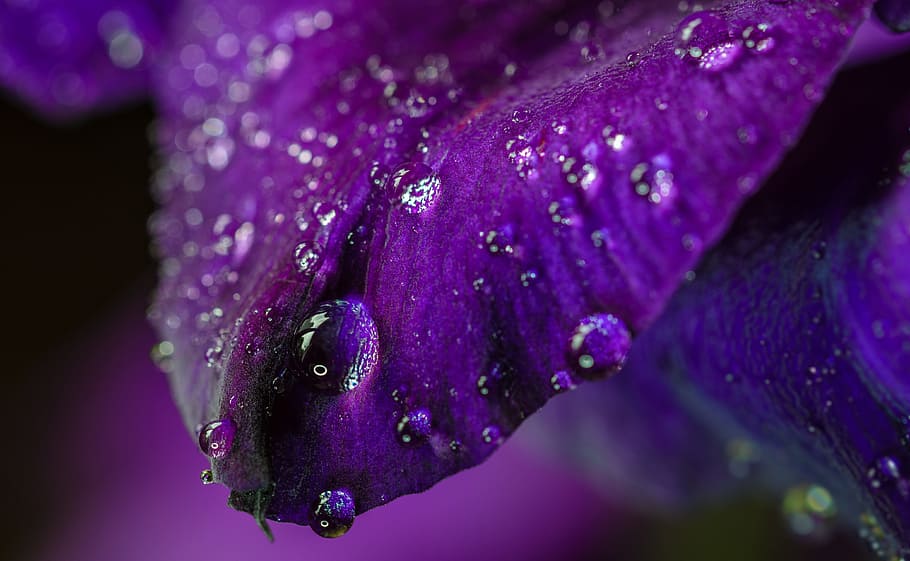 close-up photo of purple leaf with water drops, Gladiolus, Flower, HD wallpaper