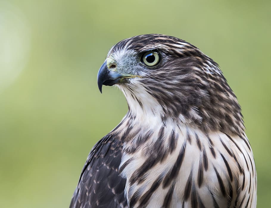 gray and white falcon photography during daytime, hawk, bird HD wallpaper