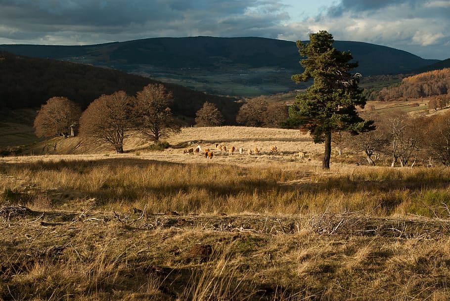 green leafed trees near mountain, lozère, pastures, herd, breeding HD wallpaper