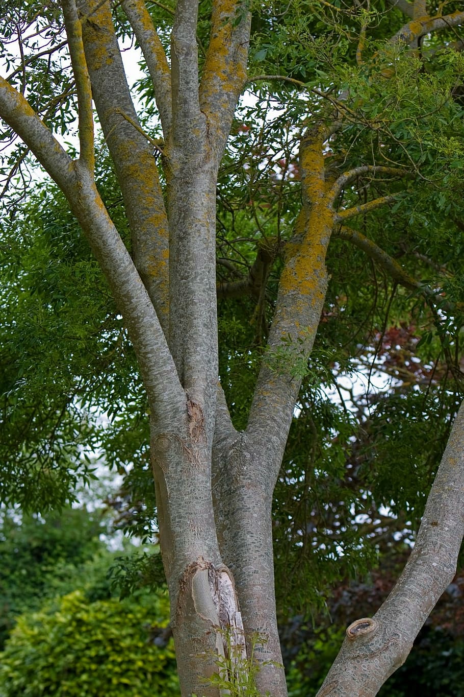 tree, nature, beautiful, big, bark, texture, leaves, green HD wallpaper