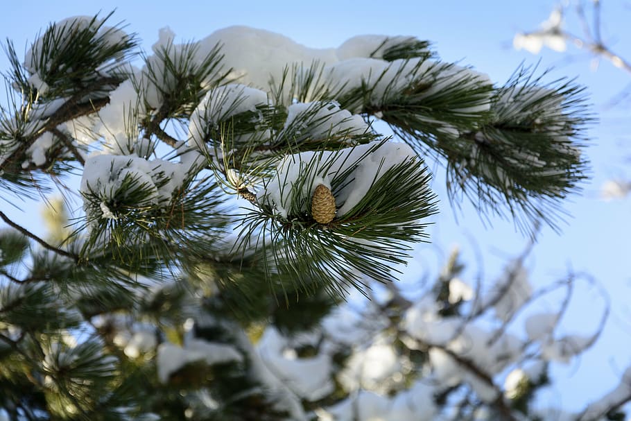 winter, snow, branch, cold, frost, nature, pine, tree, pine tree HD wallpaper