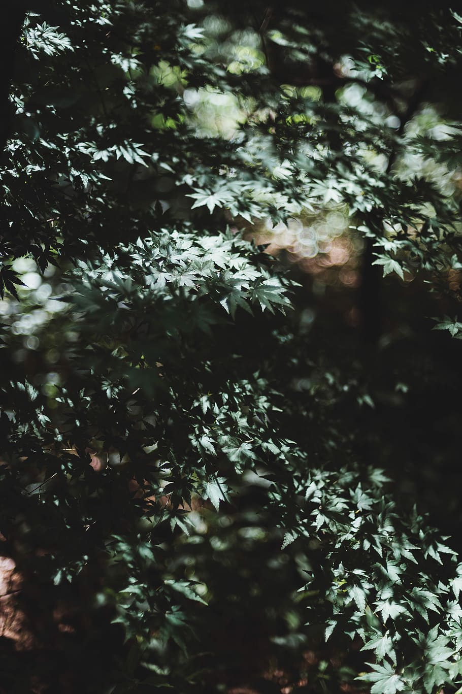 bokeh photography of green trees, green leaf tree borkeh photography HD wallpaper
