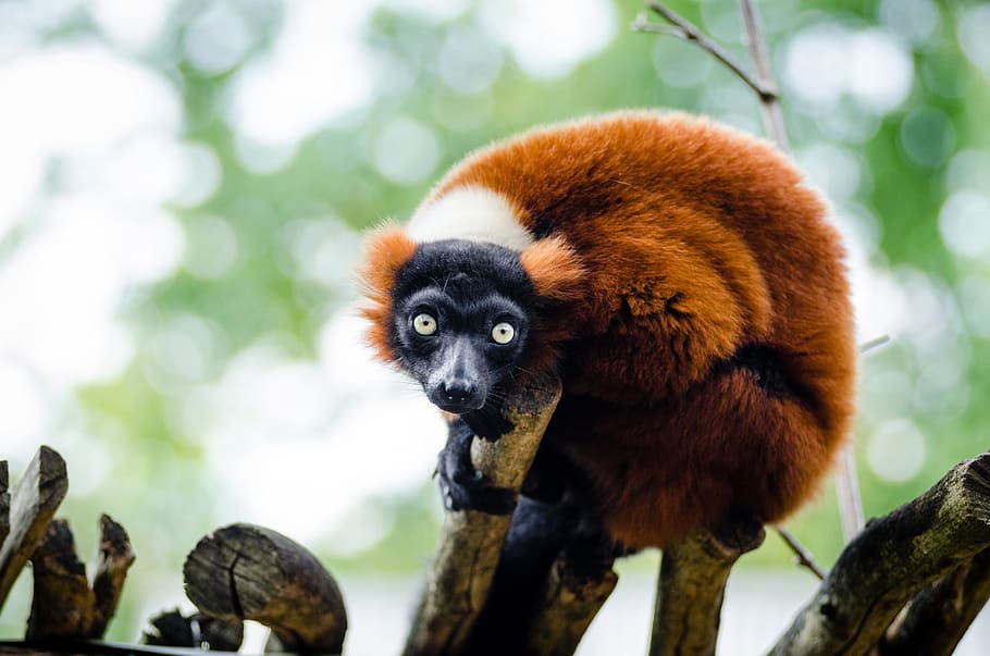 red ruffed lemur, wildlife, madagascar, nature, portrait, perched, HD wallpaper