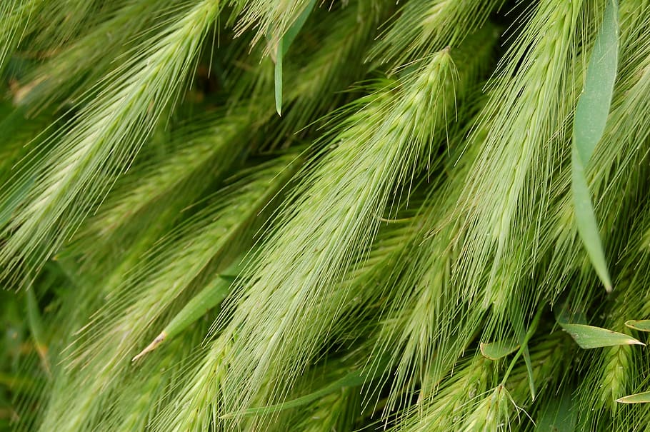 Wheat, Collection, Ears, Macro, green, collected, green color HD wallpaper
