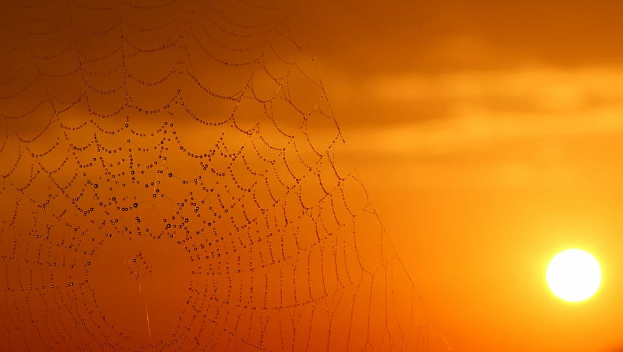 closeup photo of spider web during golden hour, dew, sunrise HD wallpaper
