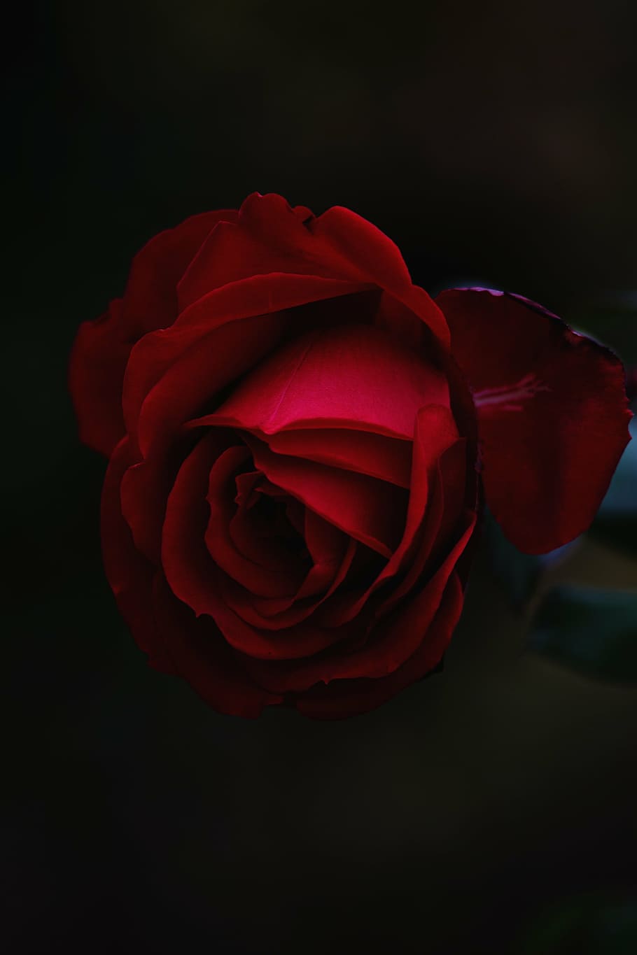 red rose flower in closeup photo, macro, romantic, petals, blossom HD wallpaper