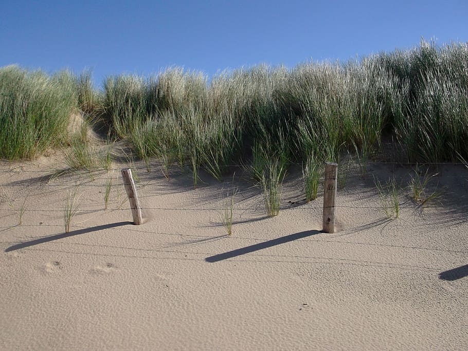 beach, dunes, summer, sand, sea, north sea, sand Dune, nature HD wallpaper