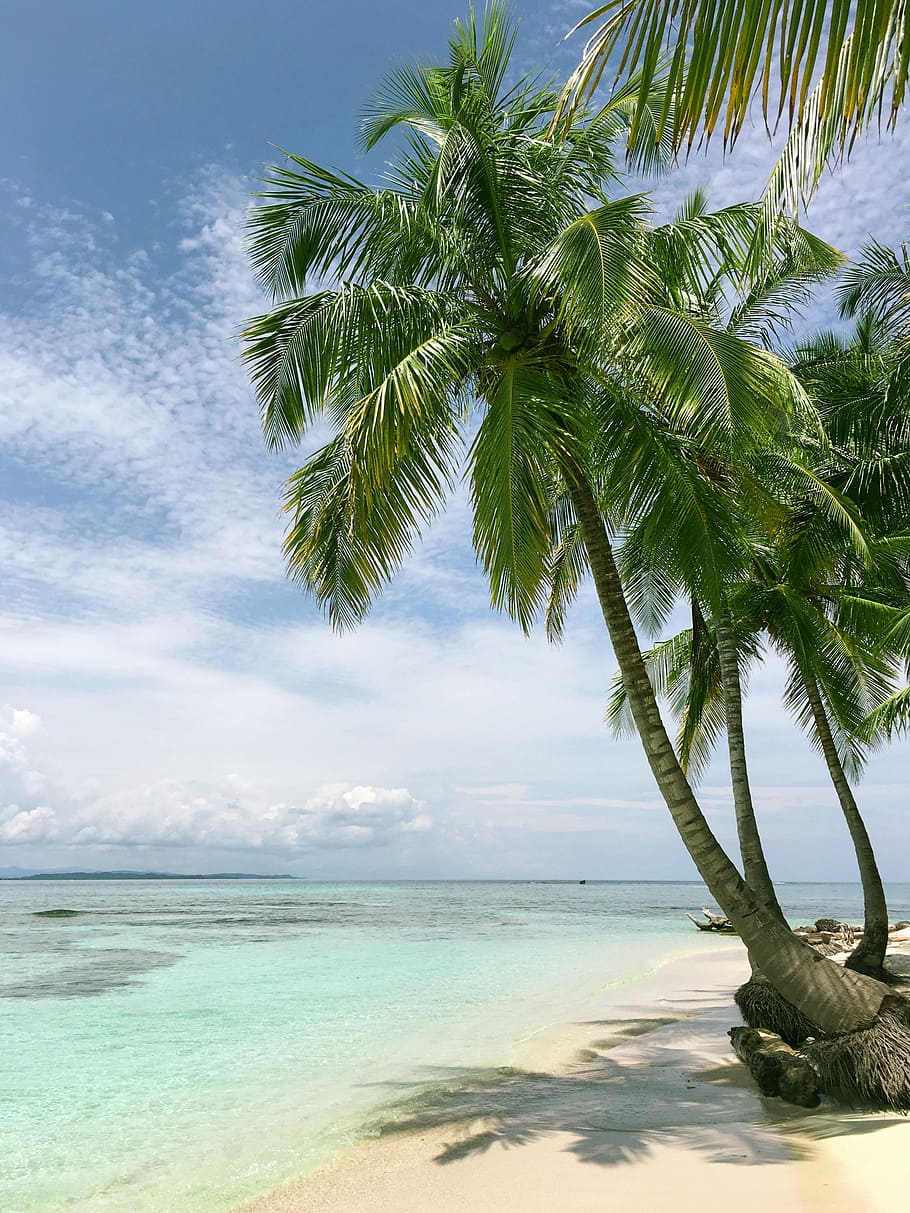 palm tree near seashore, photo of coconut tree near sea shore HD wallpaper