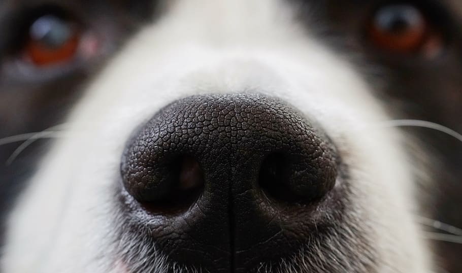 close-up photography of adult black and white border collie nose, HD wallpaper