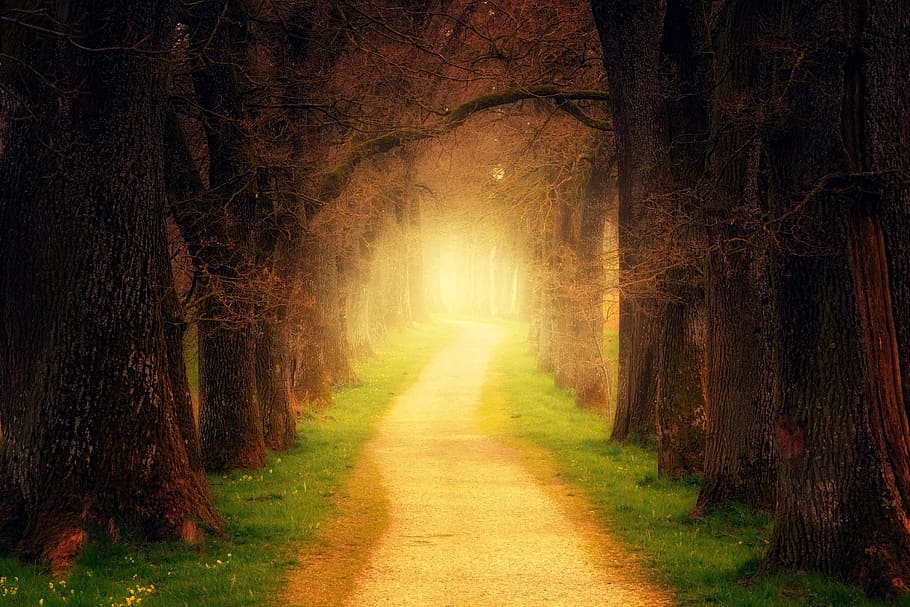 brown asphalt near tree forest, light, secret, wood, nature HD wallpaper