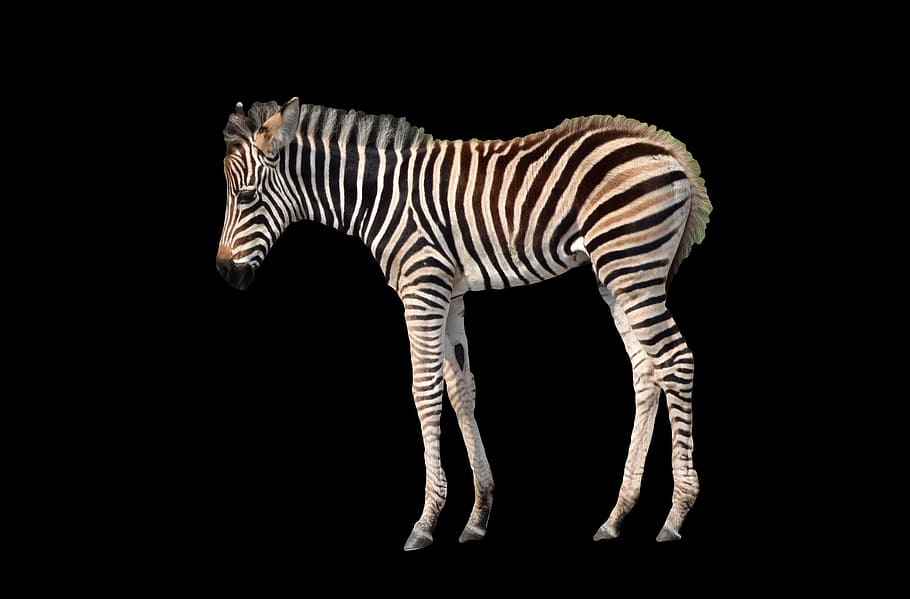 zebra, young, isolated, black background, young zebra, animal world HD wallpaper