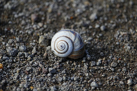 Shell, Gastropod, Slimy, Snail, Slow, garden, nature, animal HD wallpaper