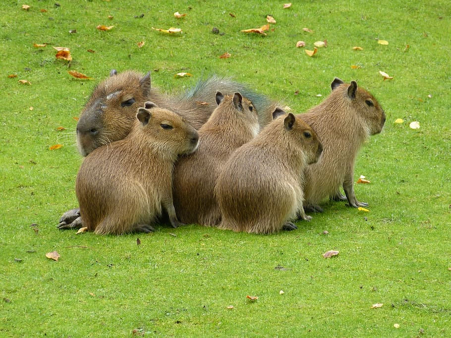 herd of capybara on green grass field, Zoo, Mammals, Animal, Meadow, HD wallpaper