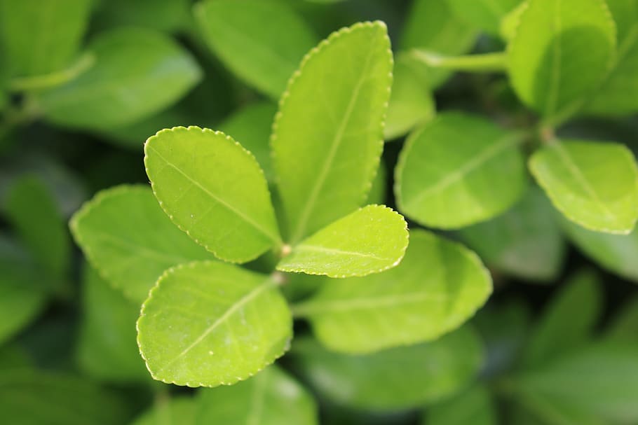 green, leaf, leafs, level, nature, plants, zoom, plant part HD wallpaper