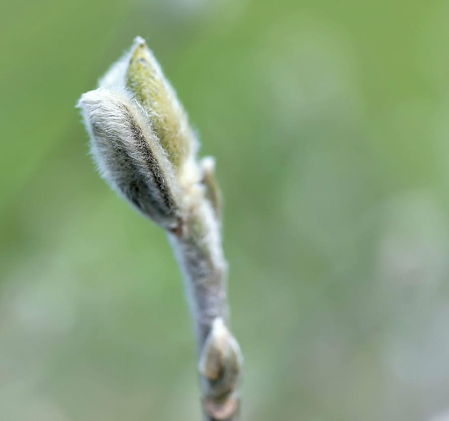 bud, pussy willow, cold, winter, fluffy, branch, hairy, winter time