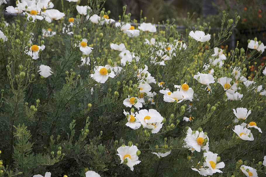 flowers, spring, nature, flowering plant, freshness, vulnerability HD wallpaper