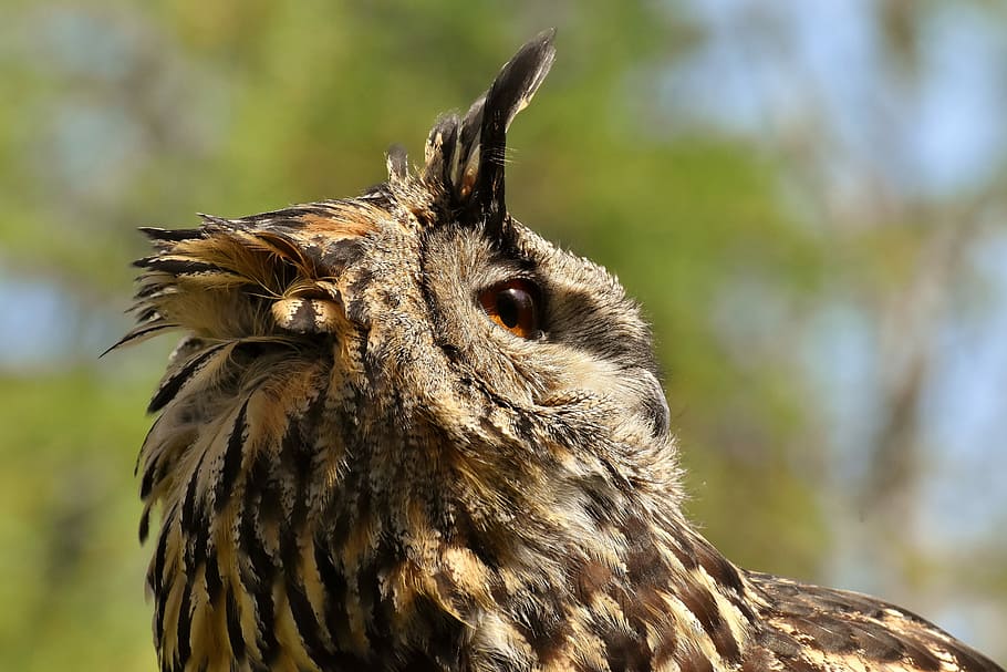 selective focus photography of owl, bird, feather, eagle owl HD wallpaper