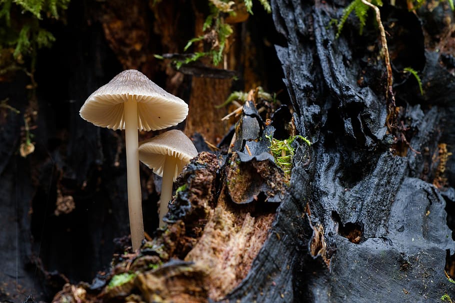 mushroom, wood fungus, sponge, mini mushroom, small mushroom, HD wallpaper