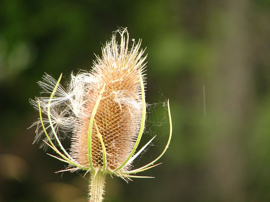 weed, seeds, flora, plant, flower, beauty in nature, close-up HD wallpaper
