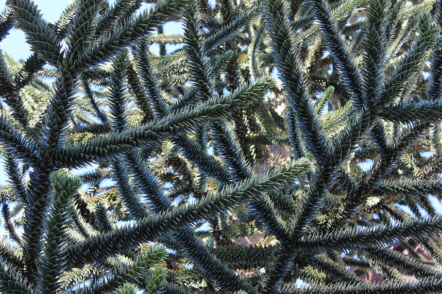 macro, trees, natural, texture, organic, close, full frame HD wallpaper