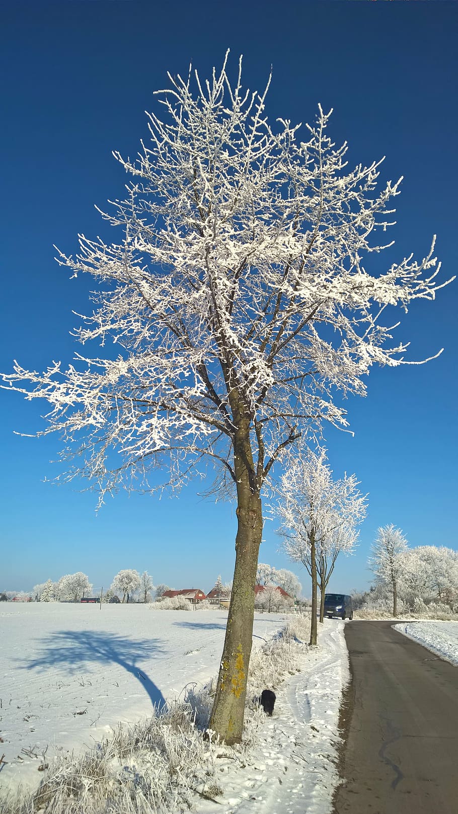 winter, snow, sun, trees, blue sky, hoarfrost, wintry, white HD wallpaper