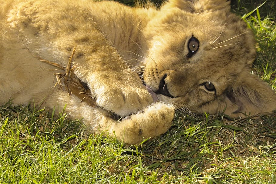 Hd Wallpaper: Lion, Puppy, Birth, Nature, Animal World, Animals, Africa 