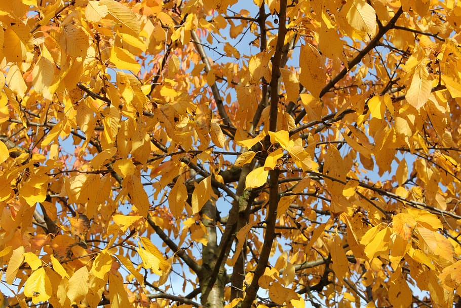 Tree, Leaves, Colored, autumn, leaf, yellow, change, maple tree HD wallpaper