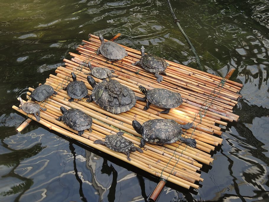 turtles, raft, water turtle, lake, wood - material, high angle view HD wallpaper