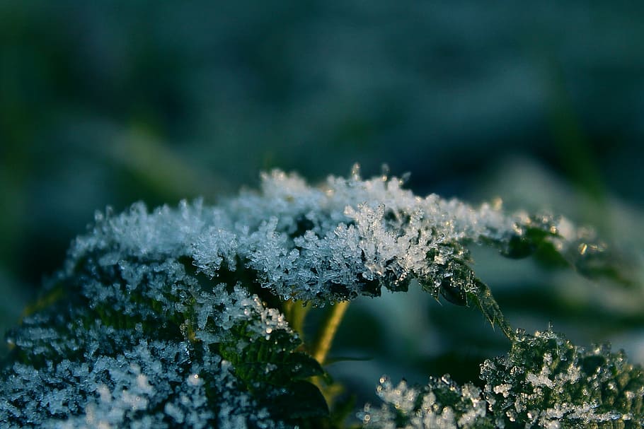 frost, leaf, nature, cold, frozen, winter, ice, ripe, hoarfrost HD wallpaper