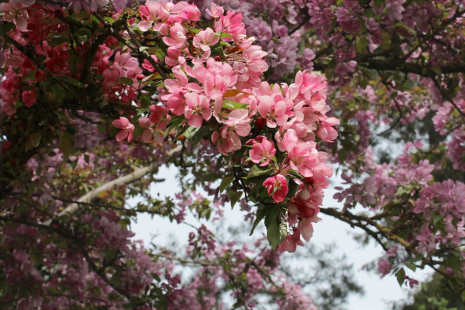 pink cherry blossoms, bloom, ornamental cherry, spring, branch HD wallpaper