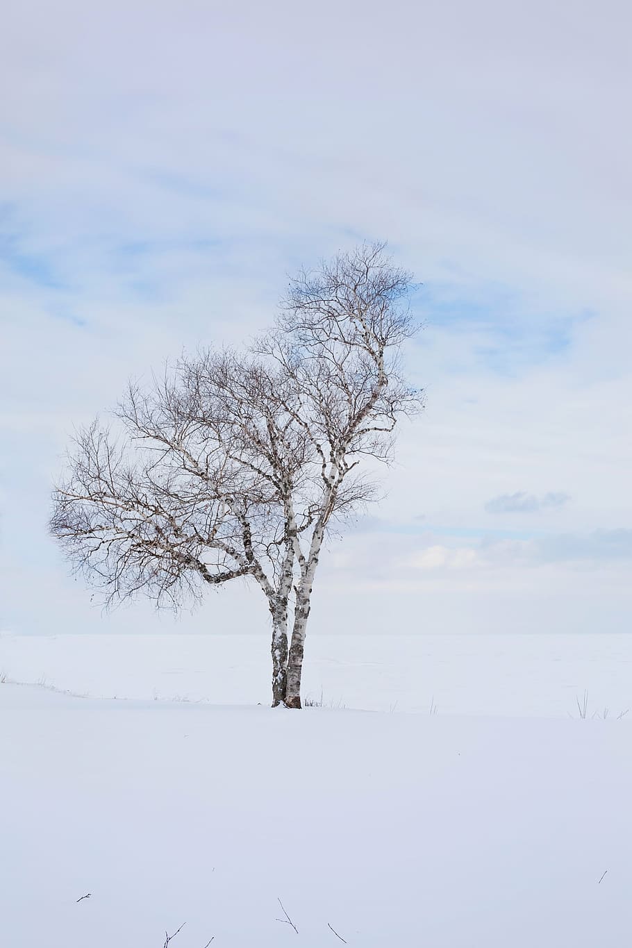 photo of tree under nimbus clouds background, winter, lone HD wallpaper