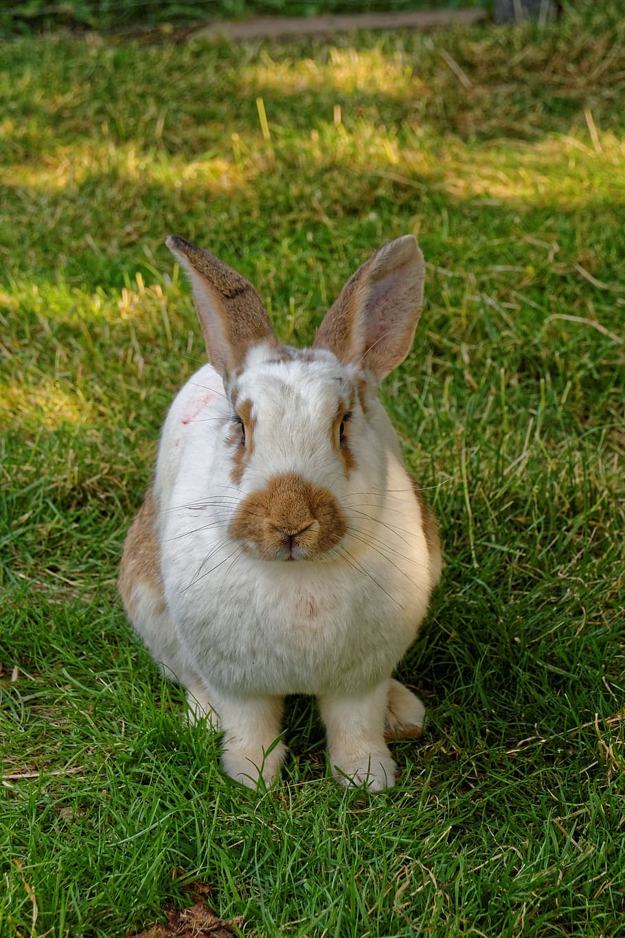 white and brown rabbit on grass field, hare, meadow, mammal HD wallpaper