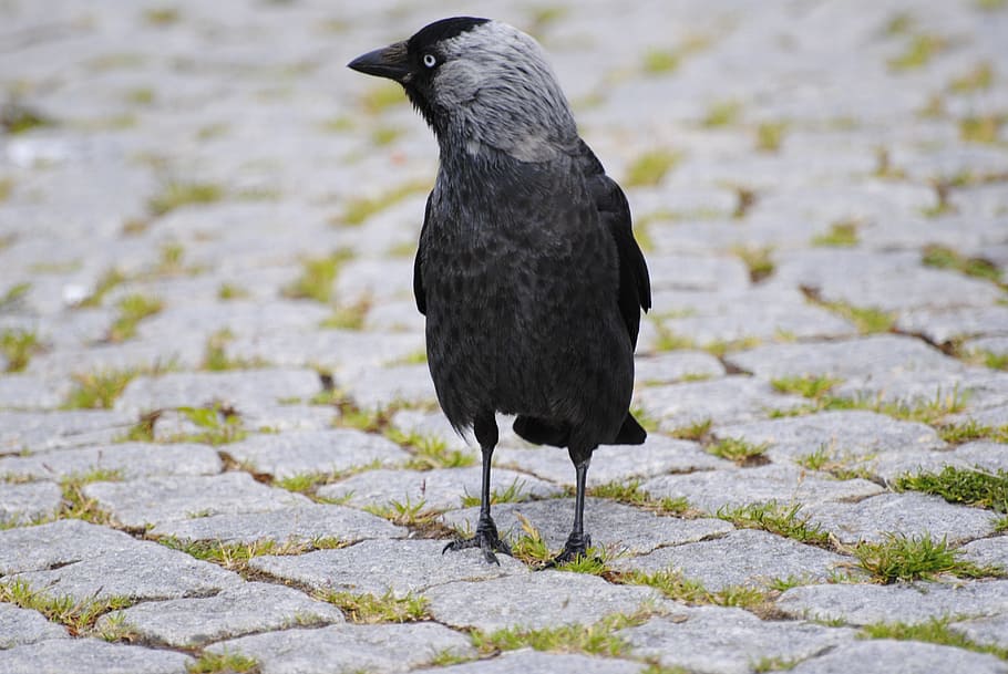Crow, Bird, Setts, one animal, animal wildlife, animals in the wild HD wallpaper
