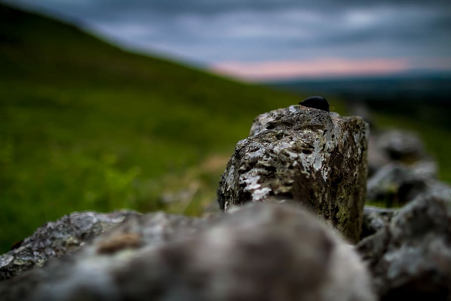 rock shallow focus photography, gray rock in selective focus photography HD wallpaper