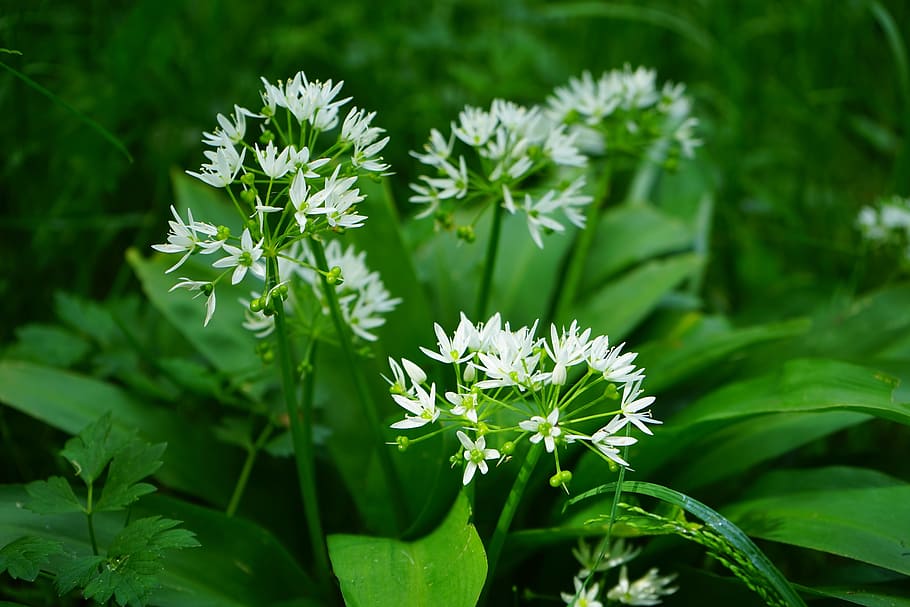 selective-focus photography of white petaled flowers, bear's garlic, HD wallpaper