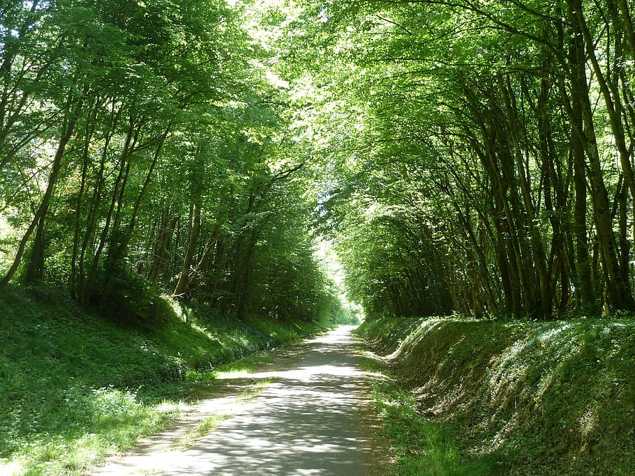 trees on road, path, dappled light, countryside, pathway, perspective HD wallpaper