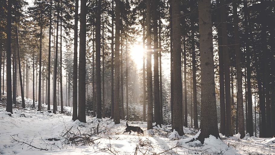 dog walking near trees during winter, wolf at the forest during day and winter HD wallpaper