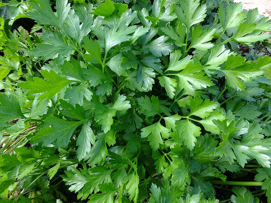 green plant, parsley, leaves, aromas, kitchen, cook, food, eat
