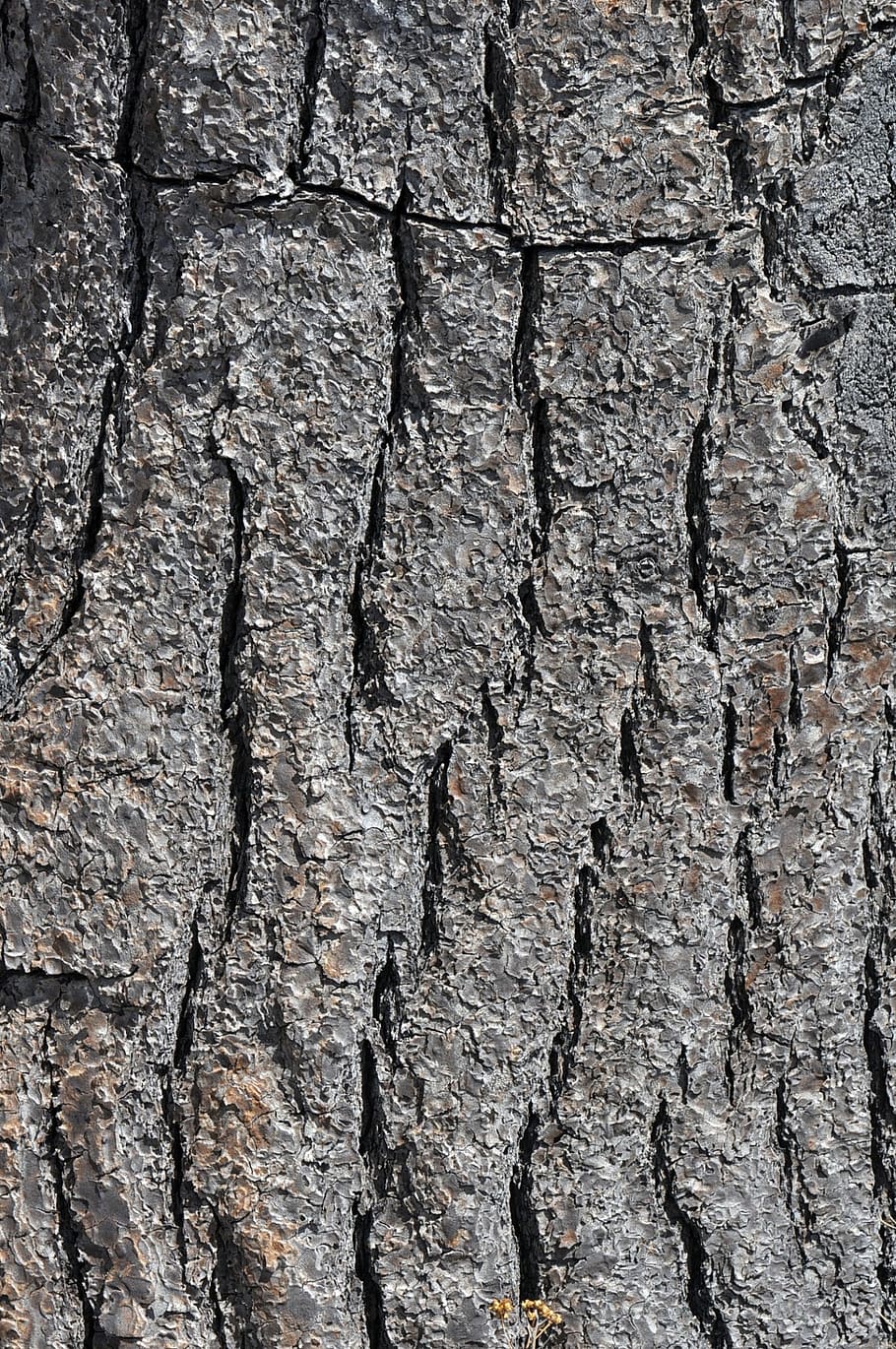 tree, texture, wood, textured, full frame, backgrounds, tree trunk HD wallpaper