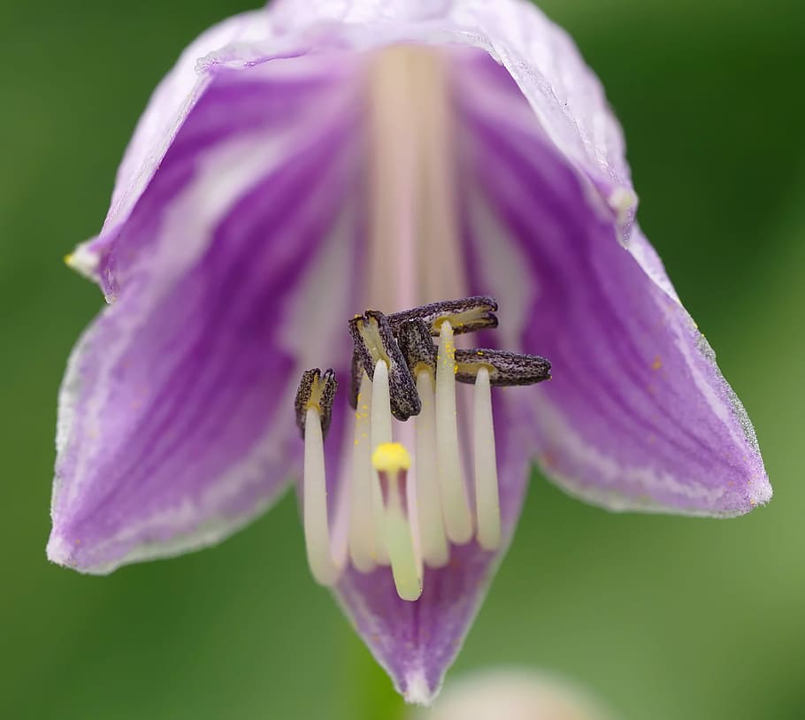 Macro, Flower, Blooming, Summer, purple, insect, one animal HD wallpaper