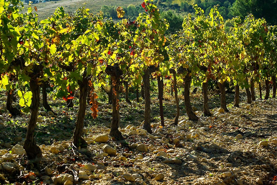Vineyard, Grape, Fall, tree, fruit, food and drink, nature HD wallpaper