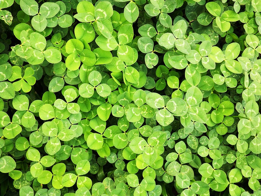 nature, wallpaper, spring, green, green color, full frame, backgrounds HD wallpaper