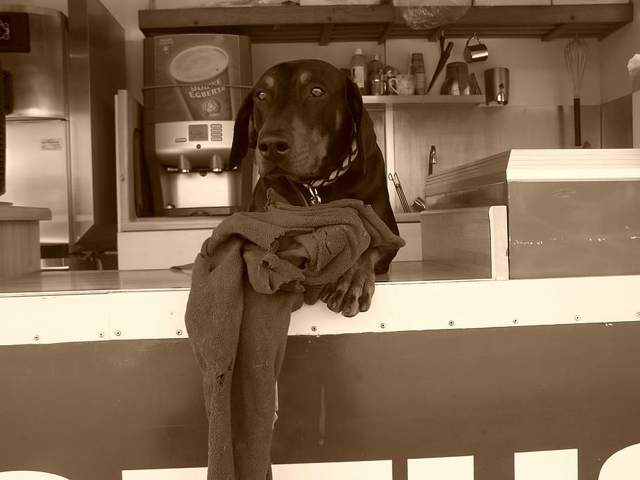 doberman, dog, snack, domestic, one animal, canine, domestic animals HD wallpaper