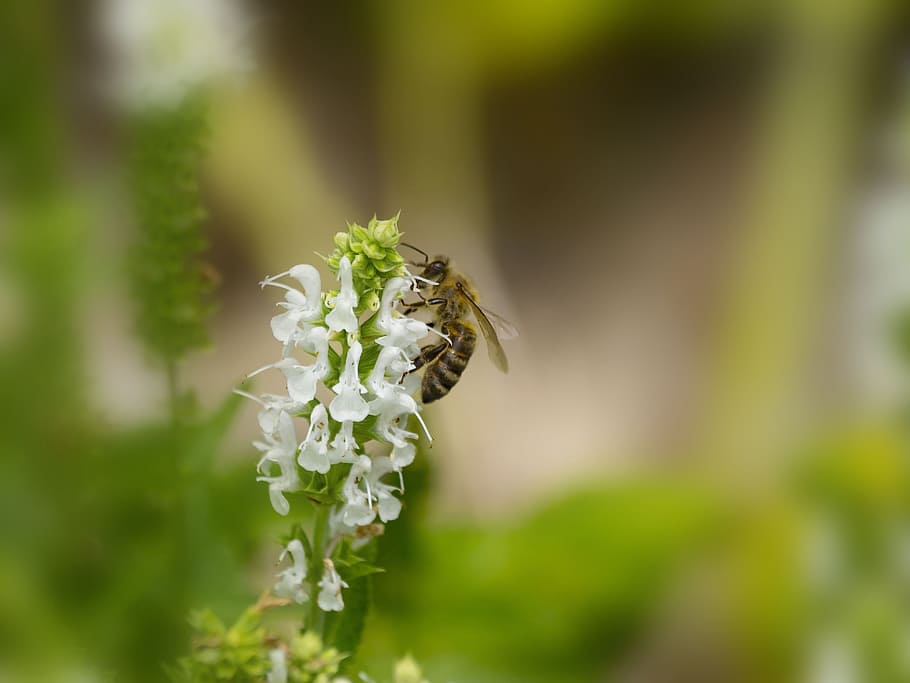 Bee, Insects, Forage, Macro, Nature, flowers, pollinator, plant HD wallpaper
