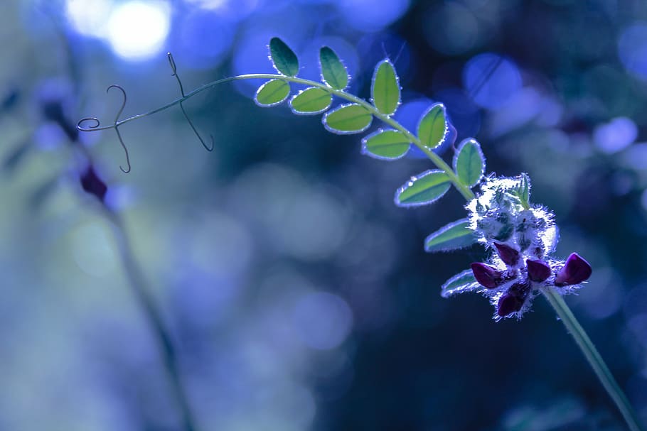 flower, spring, spring flower, spring flowers, floral, nature HD wallpaper