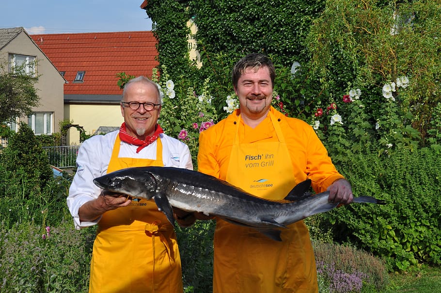 chefs, fischkoch, fish, interference, men, males, real people HD wallpaper