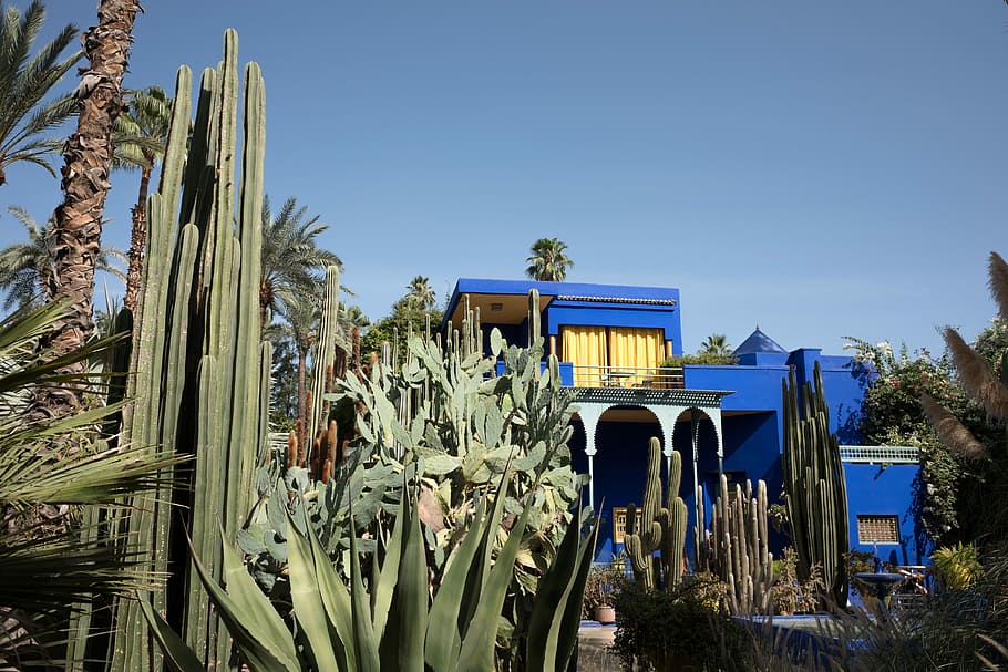 Jardin Majorelle, cactus plant beside blue concrete house during daytime